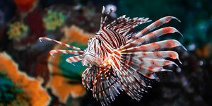 Quase mil peixes-leão invasores venenosos são capturados na Bahia
