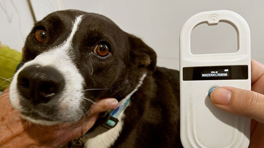 Cão passa por consulta no Consultório Veterinário Móvel