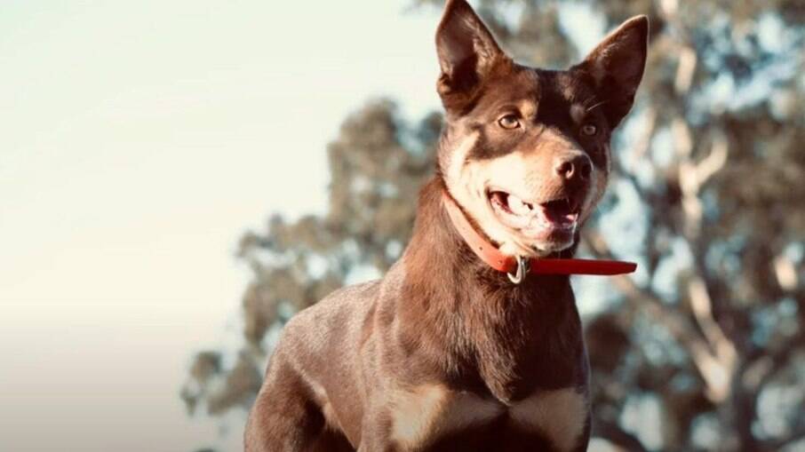Cachorro mais caro do mundo é vendido em leilão na Austrália
