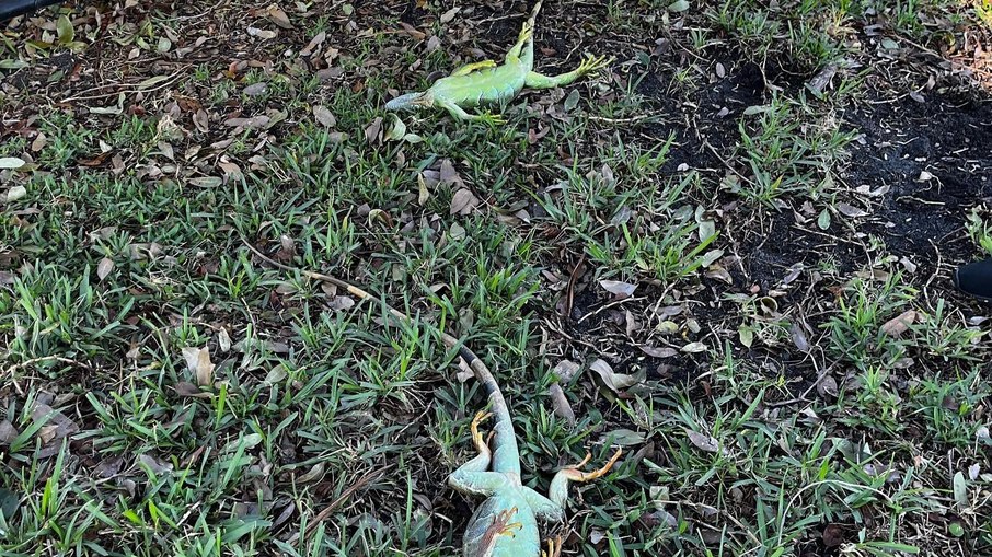 Iguanas caem congeladas após onda de frio na Flórida