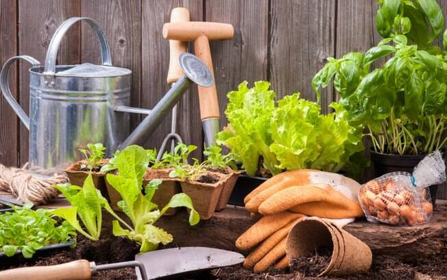 Horta em casa: saiba como cuidar adequadamente de suas hortaliças