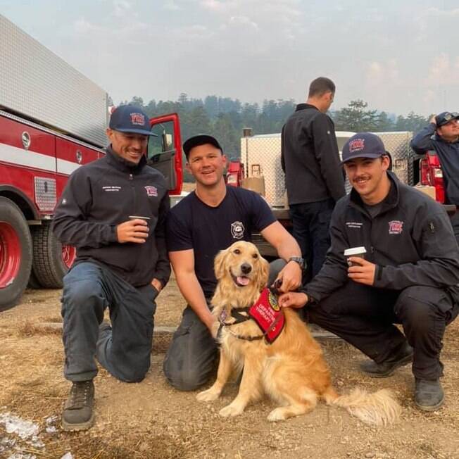 Cãozinho conforta bombeiros que combatem incêndios na Califórnia