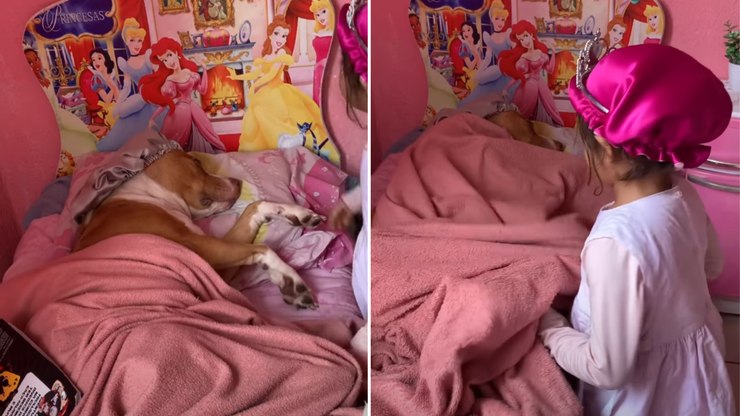 De touca de cetim, pitbull descansa em cama de princesa