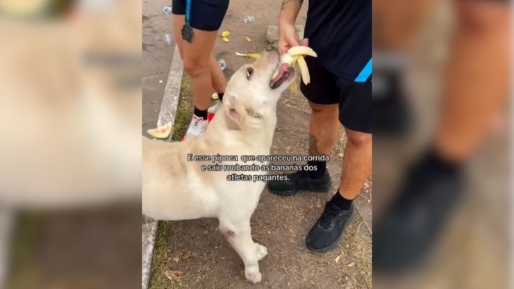 Cachorro rouba bananas de corredores em corrida