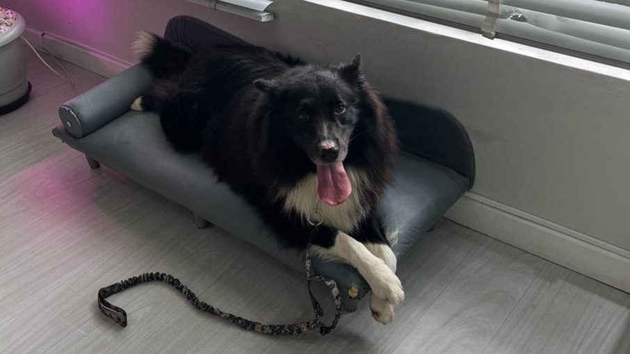 Connor é um border collie; ele foi diagnosticado com a doença no ano passado