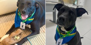 Sem chuteiras, cão vira ídolo nos bastidores da Granja Comary