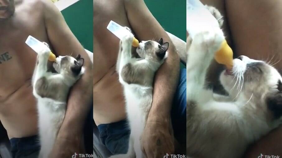 Gato encanta ao tomar leite em mamadeira