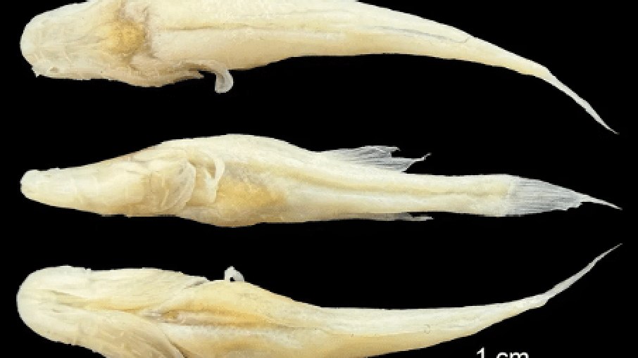 Demogorgonichthys arcanus, o peixe-demônio sem olhos