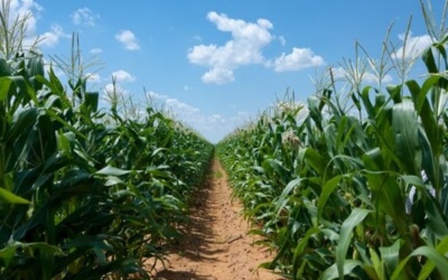 Bayer alerta para a escolha dos híbridos de milho para ganho de produtividade e estabilidade