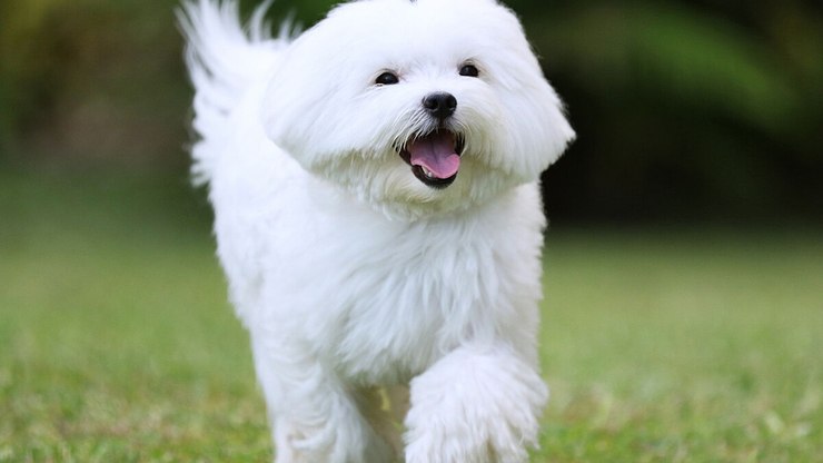 O cachorro surdo e seu irmão