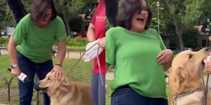 Cão abocanha microfone e repórter se diverte
