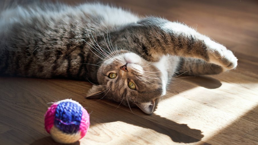Os brinquedos para gatos são uma ótima forma de exercitar e estimular a mente do pet