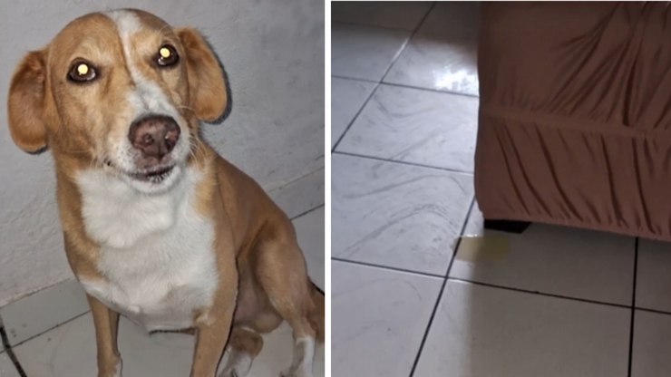 Cachorro caramelo tenta disfarçar após fazer xixi no sofá
