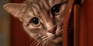 Seu gato foge do banho? Entenda porque os felinos tem medo de água