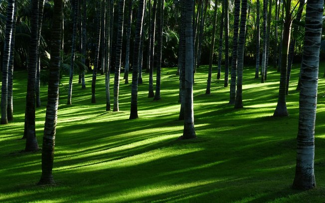 Mercado de carbono impulsiona a agenda ambiental e econômica