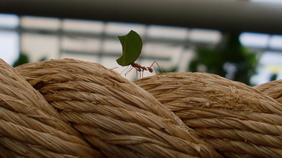 Formiga-cortadeira transporta folha em ambiente de floresta tropical artificial no espaço “Amazonia”, em parque temático na Escócia.