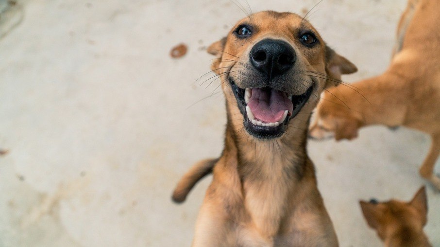 3 curiosidades sobre os pets mais queridos do Brasil