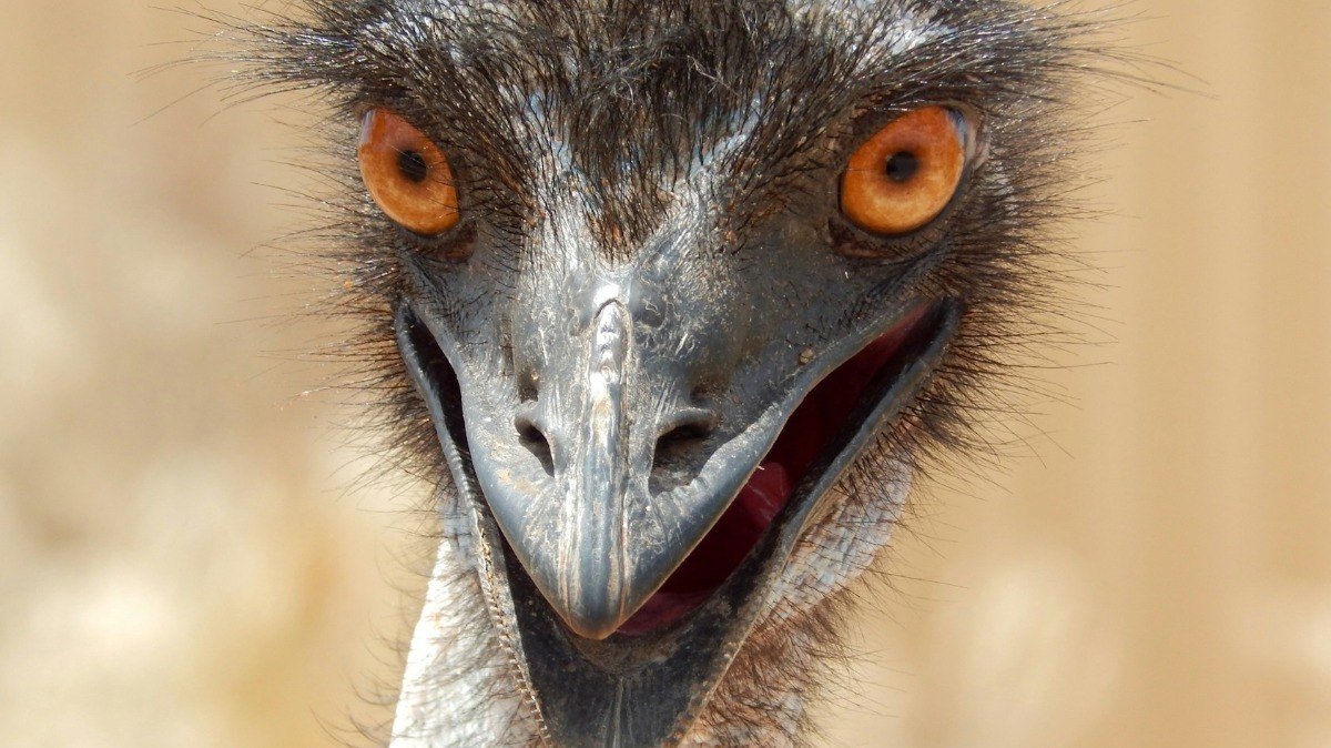 Gripe%20avi%C3%A1ria%3A%20nova%20suspeita%20%C3%A9%20investigada%20no%20Zoo%20de%20Bras%C3%ADlia