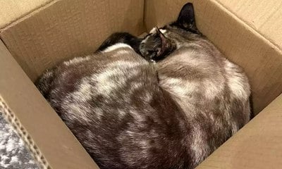 Gato é enviado para loja da Amazon por engano