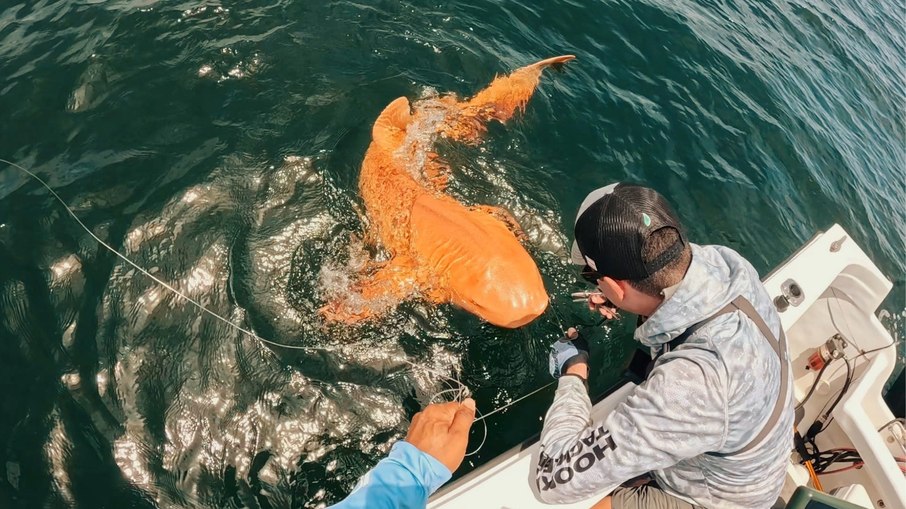 Tubarão-laranja raríssimo é encontrado no Caribe