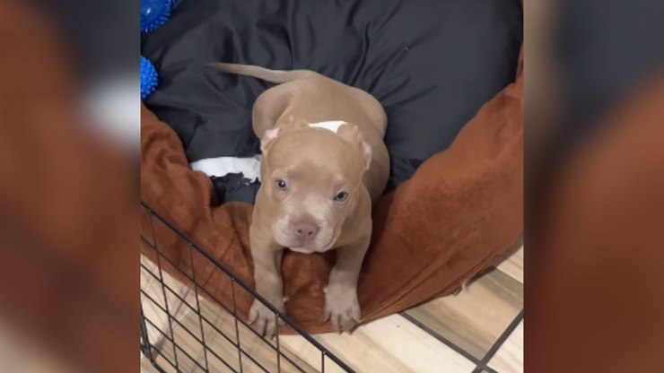 Filhote de American Bully destrói caminha dois dias após compra