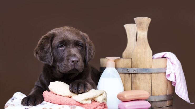 O Spa para cachorro oferece cuidados especiais e muito conforto