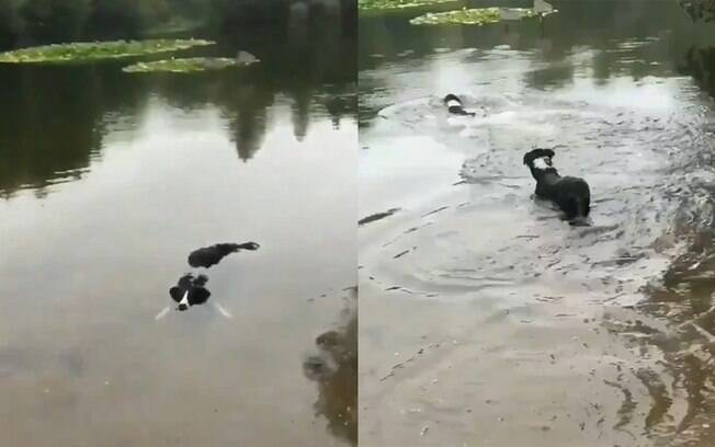 Viraliza vídeo de cachorro boiando na lagoa