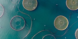 Como a soja pode deixar o salmão mais sustentável