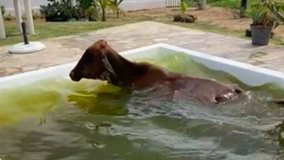 Vaca invade chácara e cai dentro de piscina no interior de SP