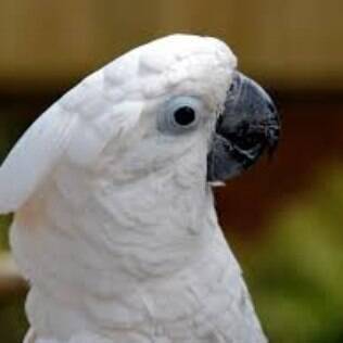 Cacatua