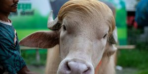 Búfalo “Donald Trump” escapa do sacrifício e vira celebridade