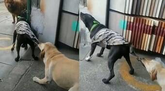 Cachorro tenta evitar que amigo encrenqueiro arranje confusão