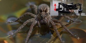"Robô-aranha" é testado para resgatar pessoas na água; veja
