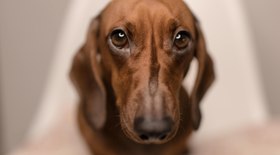 Como aliviar os sustos dos fogos para pets no fim de ano