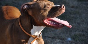 O que fazer ao ser atacado por um pitbull?