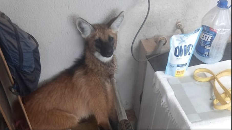 Lobo-guará é encontrado em lavanderia de casa no Distrito Federal Lobo-guará é encontrado em lavanderia de casa no Distrito Federal