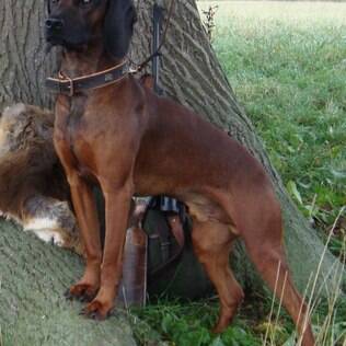 Bavarian Mountain Scenthound - undefined