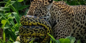 VÍDEO: sucuri se enrola em focinho de onça durante batalha