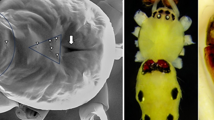 A aranha-da-cara-feliz-do-Himalaia (Theridion himalayana) foi descoberta em julho deste ano