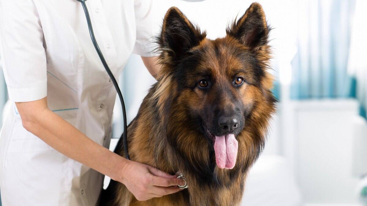 É indispensavel que o tutor leve o animal de estimação para fazer um check-up ao menos uma vez ao ano, ou seguindo a orientação do veterinário.