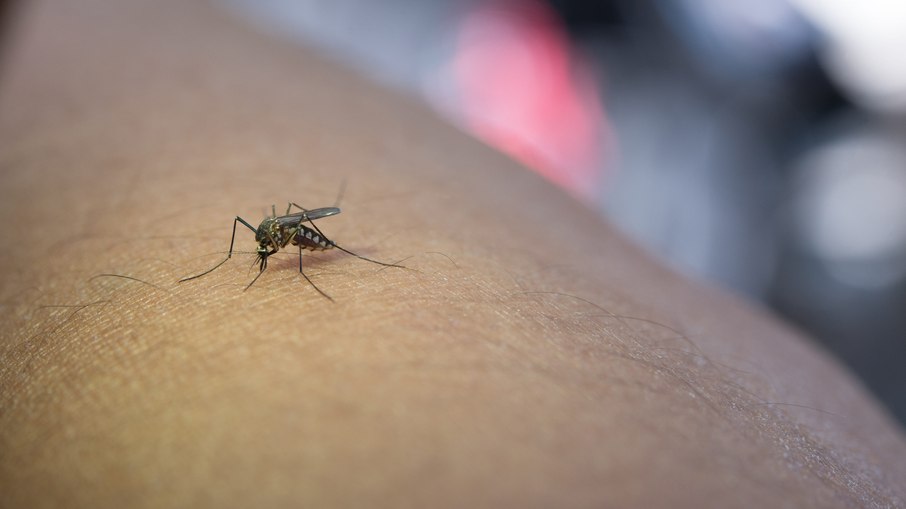 Mosquitos são encontrados na Islândia. Mosquitos são encontrados na Islândia.