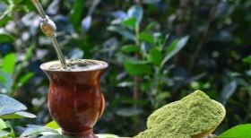 Conheça o bacuri: um tesouro amazônico 