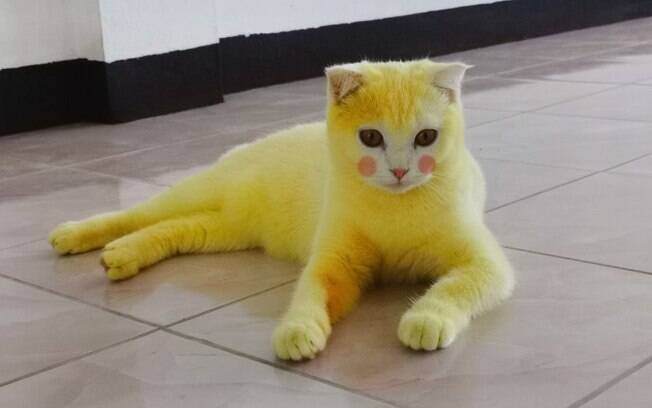 Gato fica parecendo o Pikachu
