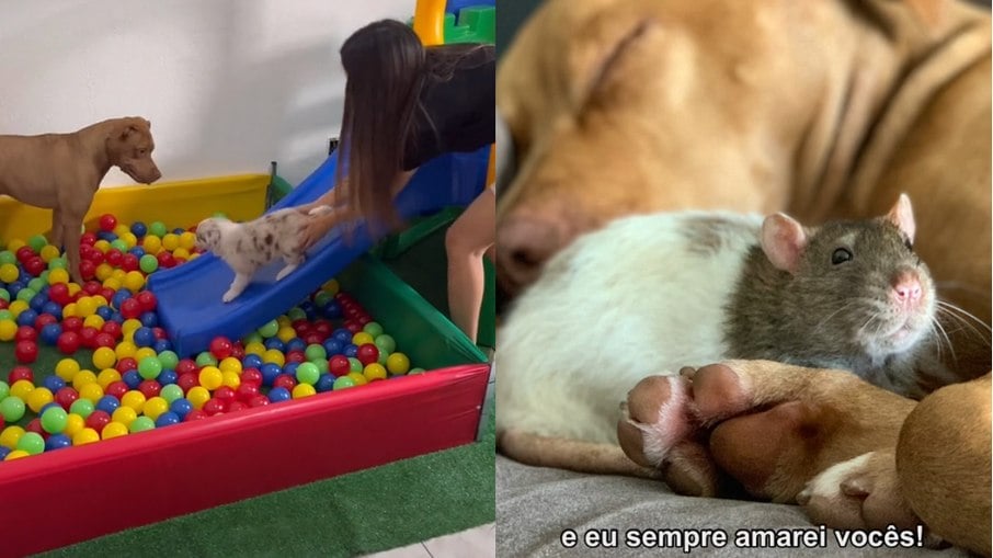 Além do vídeo divertido dos cães recebendo o novo brinquedo, o vídeo com as memórias de um amigo que se foi levou os seguidores às lágrimas