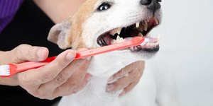 Por que é importante cuidar da saúde bucal do seu cão?