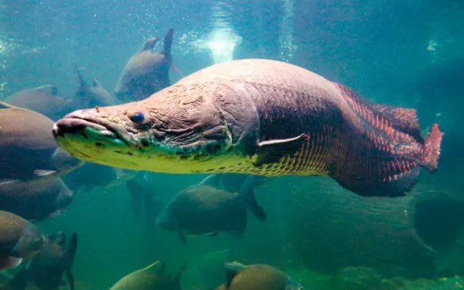 Manejo sustentável recupera o pirarucu e gera renda na Amazônia