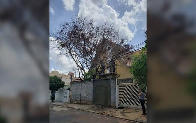 Moradores reclamam de árvore caída após chuvas na Vl. Proost de Souza