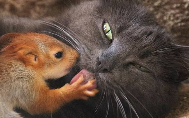A relação de amor entre Pusha e os filhotes de esquilo viralizou em vídeo na internet