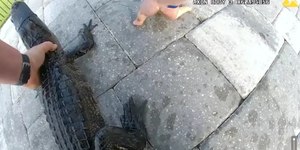 Vídeo flagra policial "prendendo" jacaré em cinto de segurança