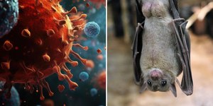 Novo coronavírus é detectado em morcegos brasileiros